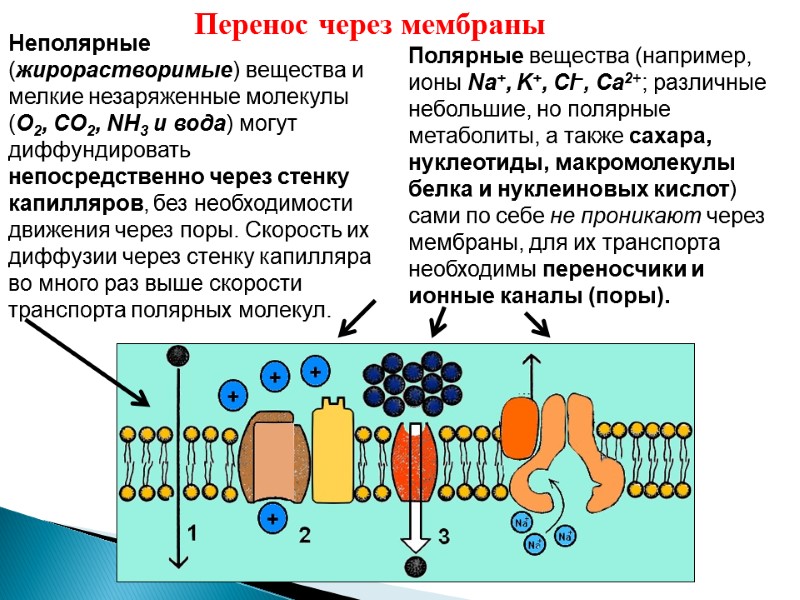 Неполярные (жирорастворимые) вещества и мелкие незаряженные молекулы (O2, CO2, NH3 и вода) могут диффундировать